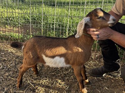 3 MDGA purebred mini Nubian bucks