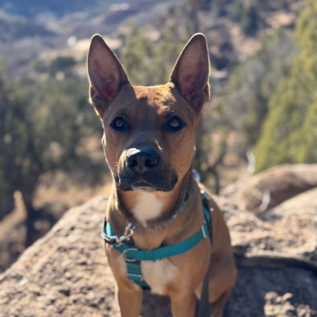 Hello my name is Whiskey Pete