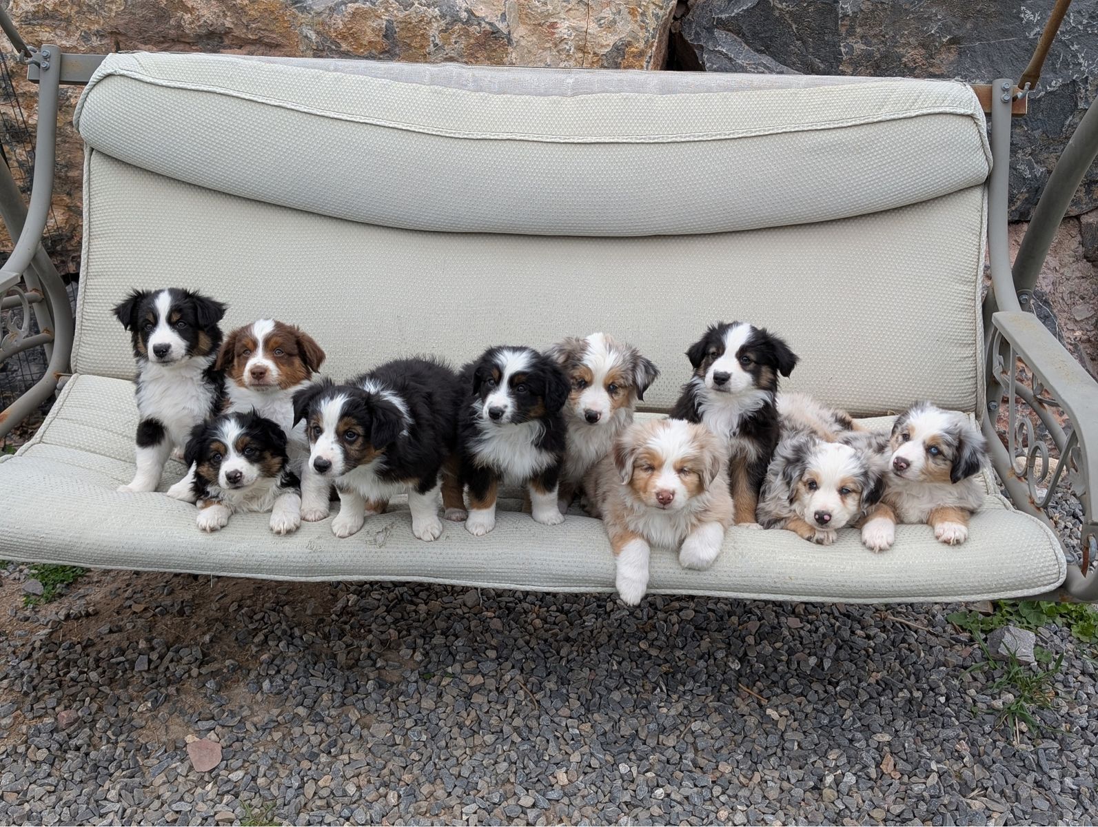 ASDR Mini Aussie Miniature Australian Shepherd