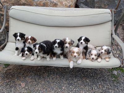 ASDR Mini Aussie Miniature Australian Shepherd