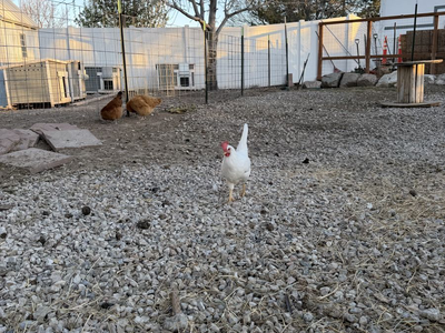 4 month old laying hens (chickens)