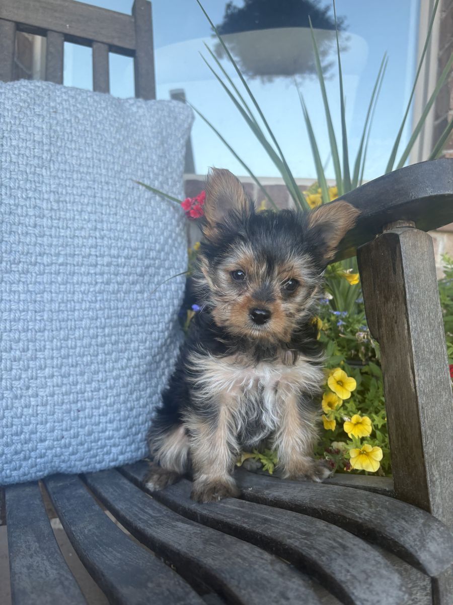 Yorkshire puppy