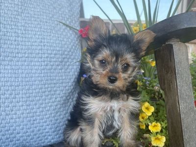 Yorkshire puppy