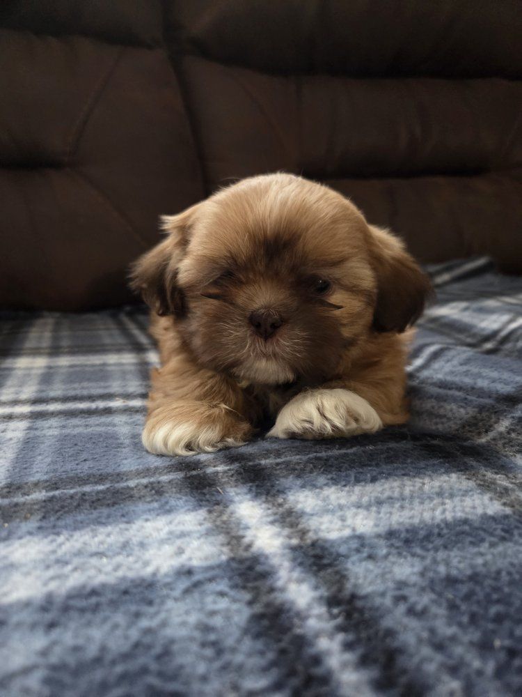 Adorable Shih Tzu Puppy - Female