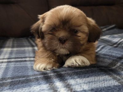 Adorable Shih Tzu Puppy - Female