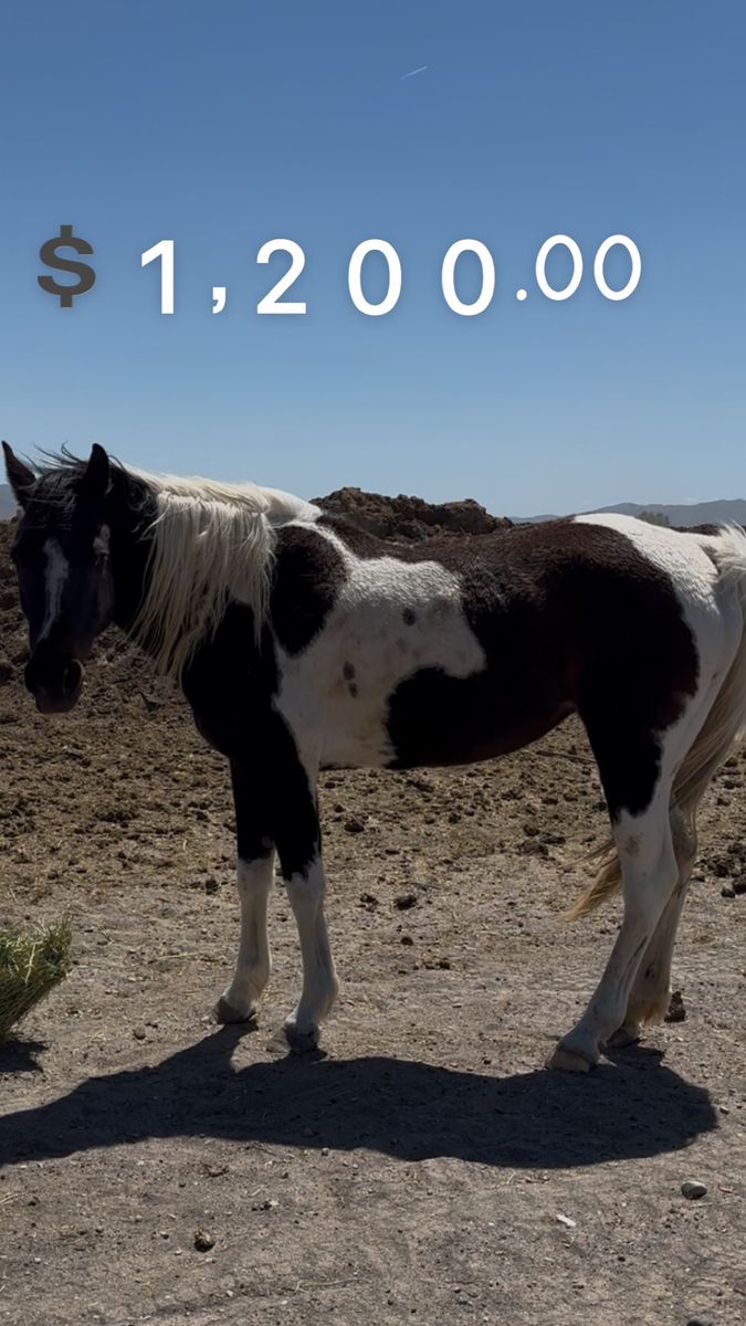 5 year old Grade Mare