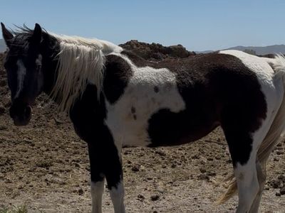 5 year old Grade Mare