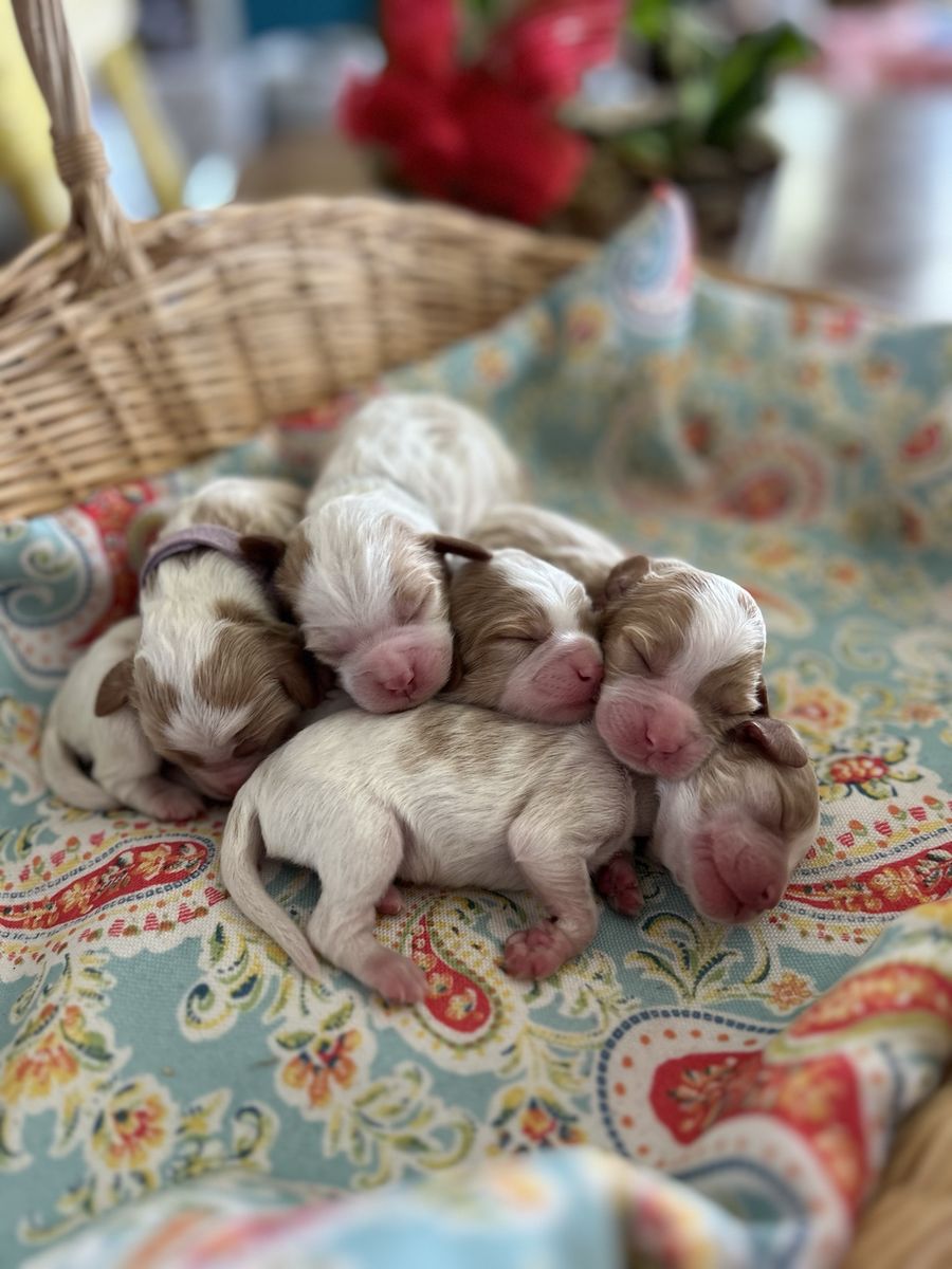 Cavalier King Charles Puppies Coming SOON!!