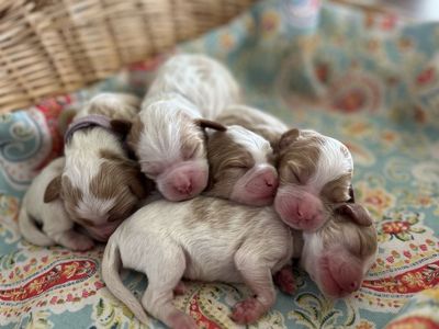 Cavalier King Charles Puppies Coming SOON!!