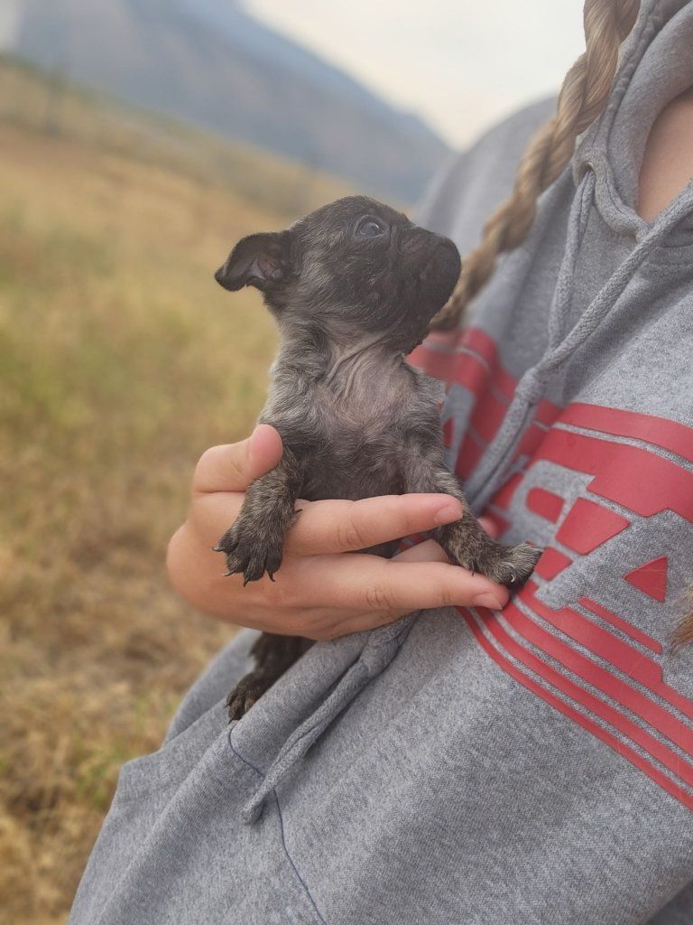 tiny brindle pug