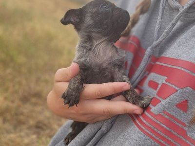 tiny brindle pug