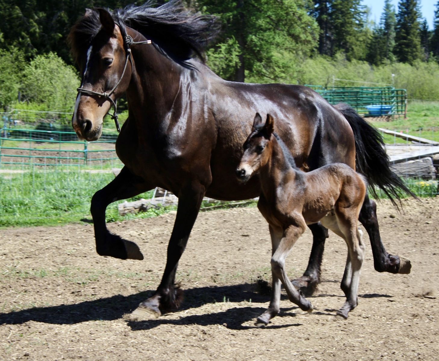75% Friesian Warlander Filly!