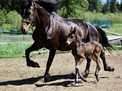 75% Friesian Warlander Filly!