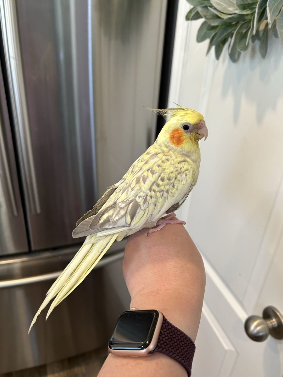 DNA confirmed female cockatiel 