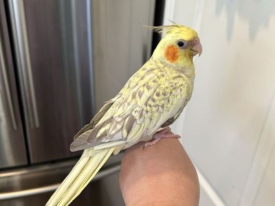 DNA confirmed female cockatiel