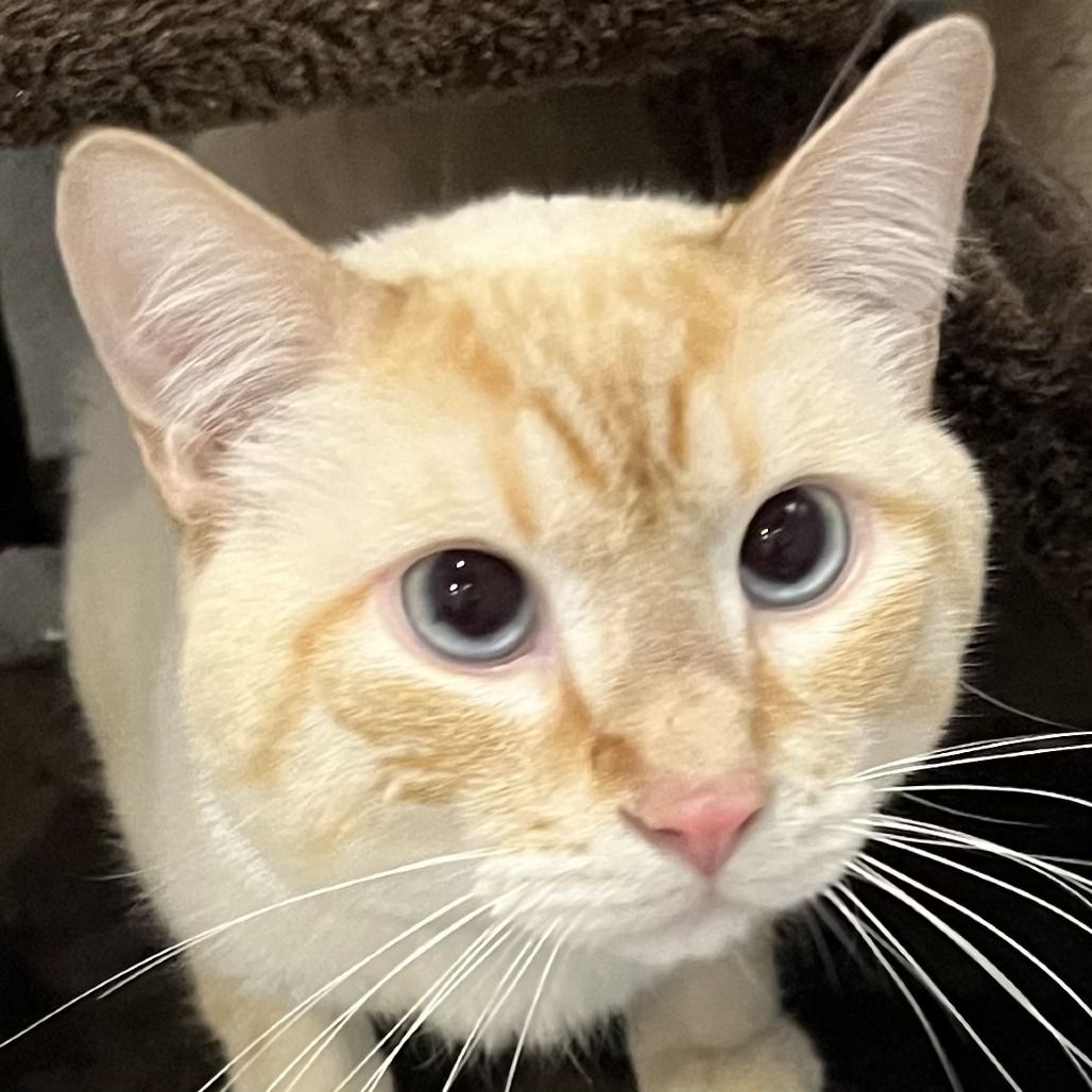 Hello my name is Cream Puff