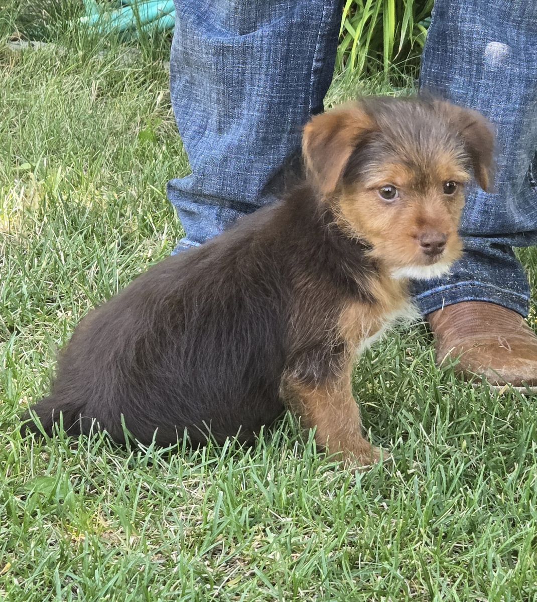 Yorkie /  Miniature Schnauzer Puppy