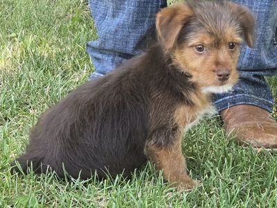 Yorkie / Miniature Schnauzer Puppy