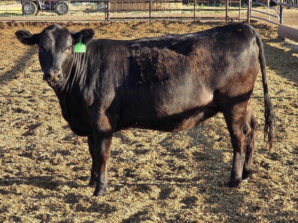 bred heifers
