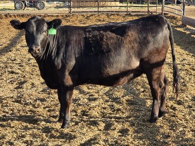 bred heifers