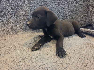 American Great Dane