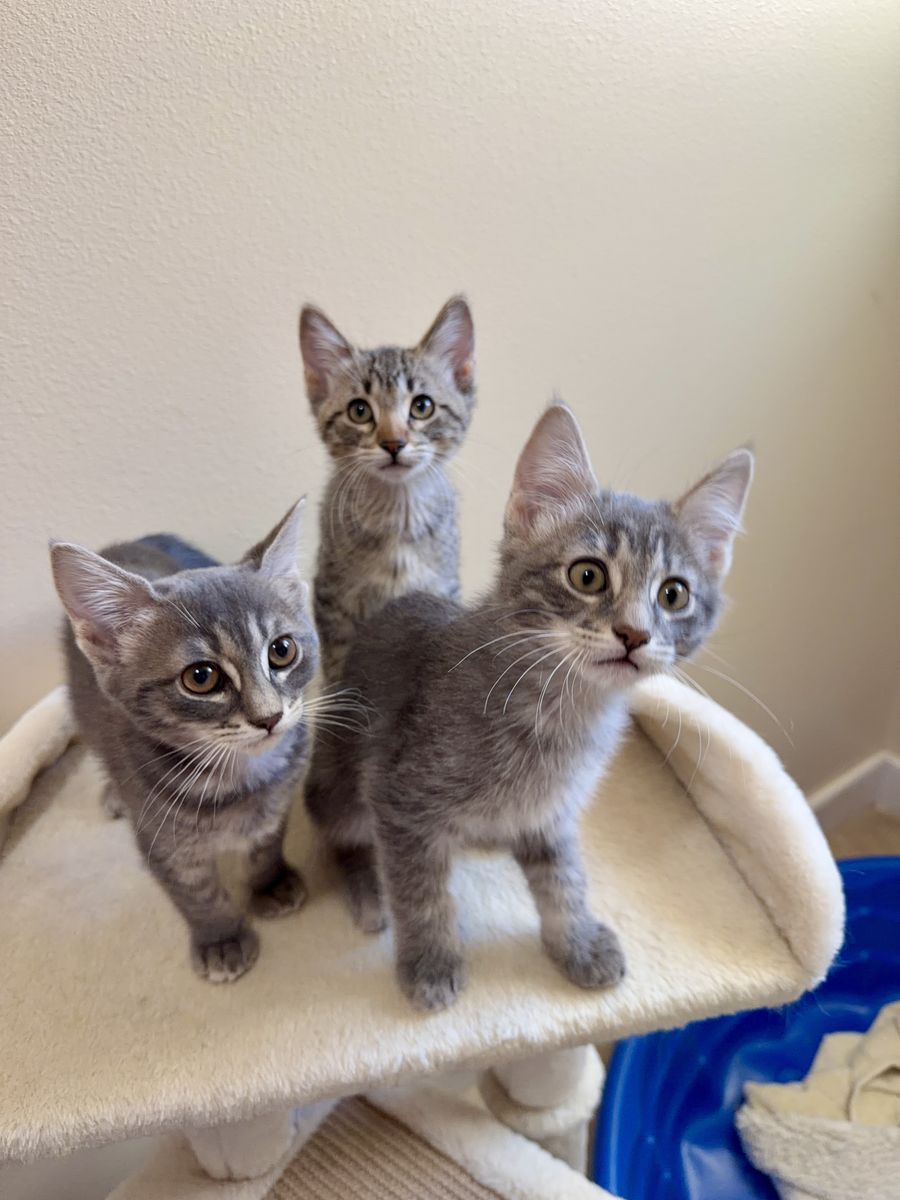 Adorable American Shorthair Kittens