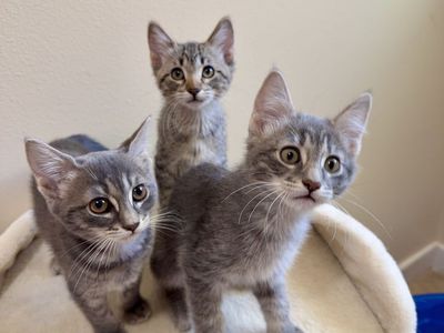 Adorable American Shorthair Kittens