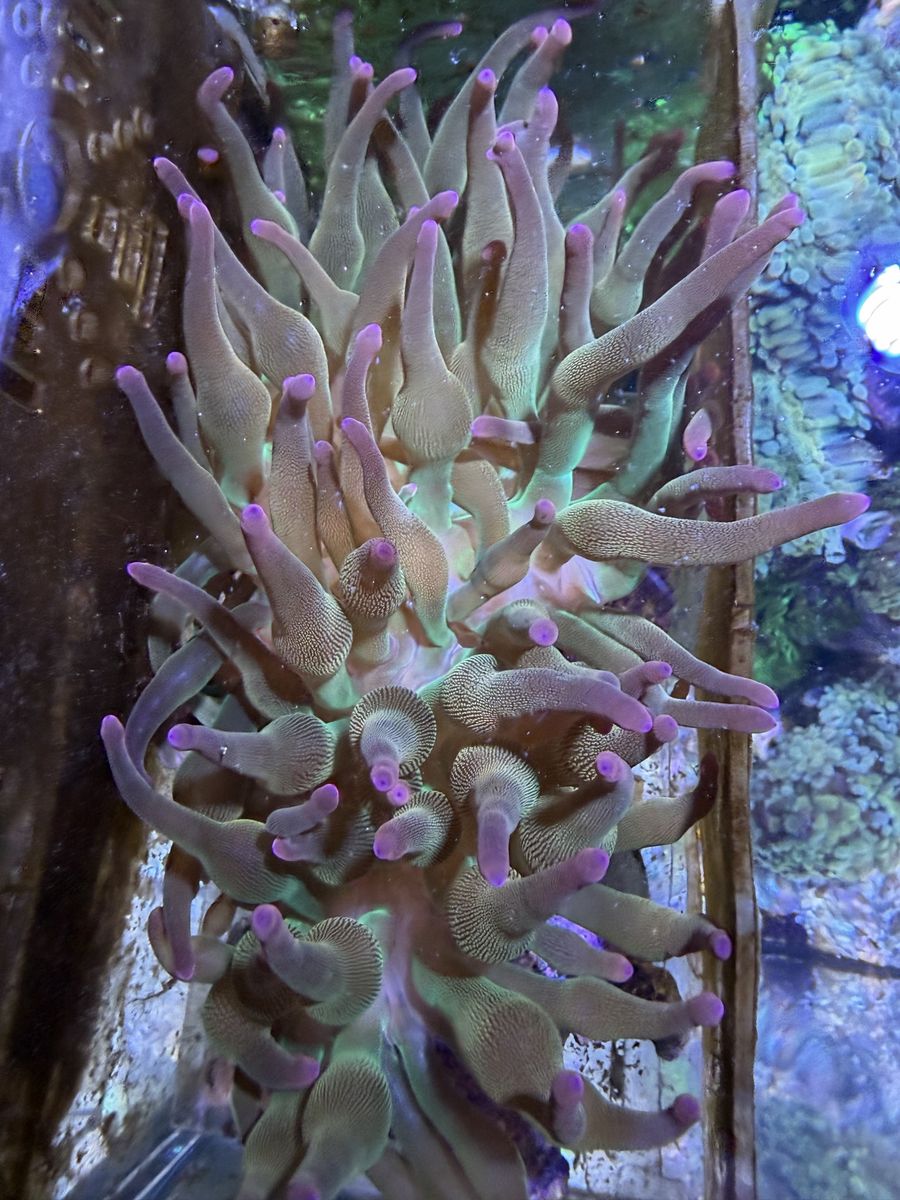 Ultra rainbow bubble-tip anemones