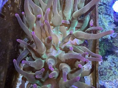 Ultra rainbow bubble-tip anemones