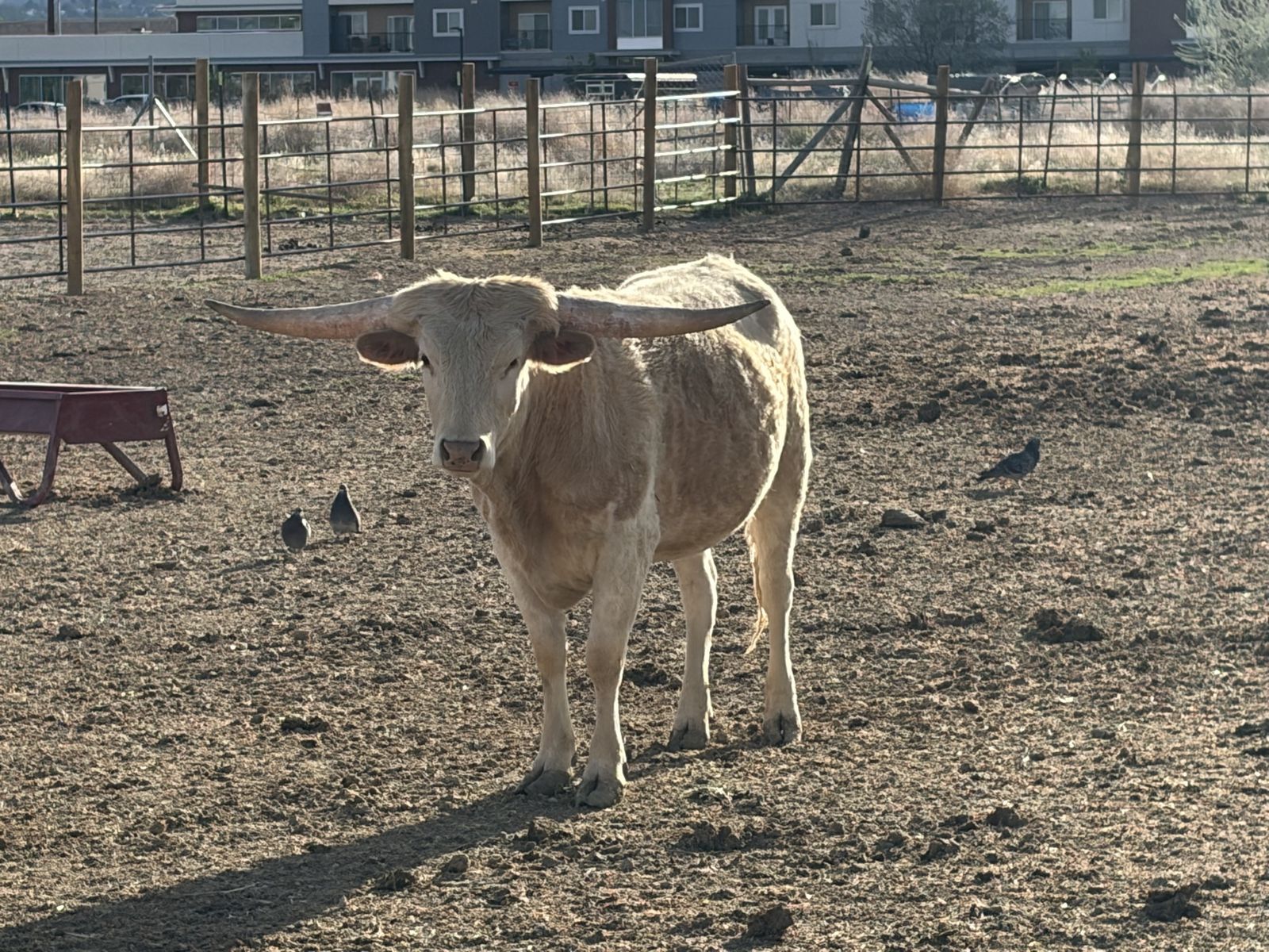 Longhorn cattle