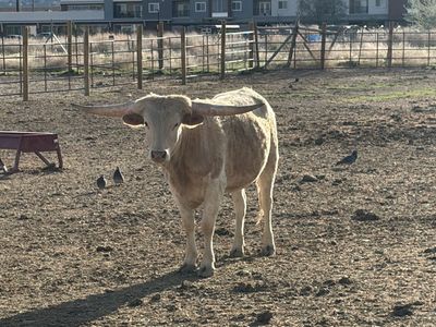 Longhorn cattle
