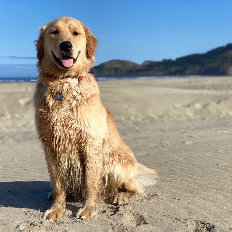 PROVEN AKC Golden Retriever STUD