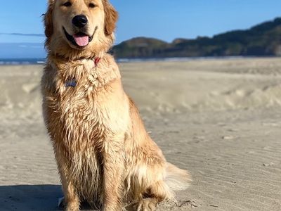 PROVEN AKC Golden Retriever STUD