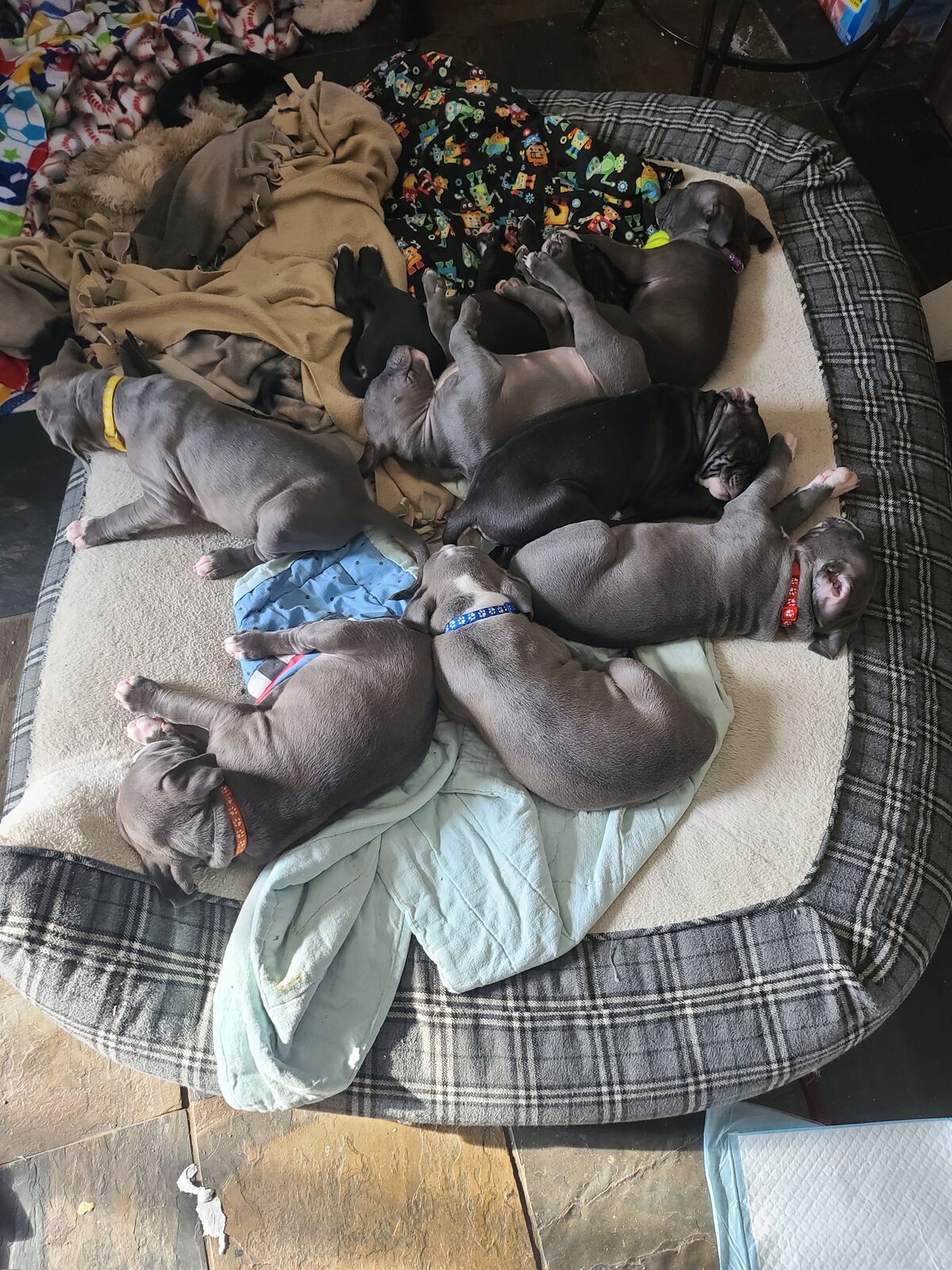 American bully puppies