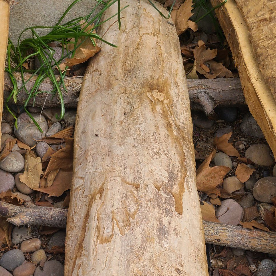 Cottonwood Slabs, (pic 2) $6.00  Board Foot