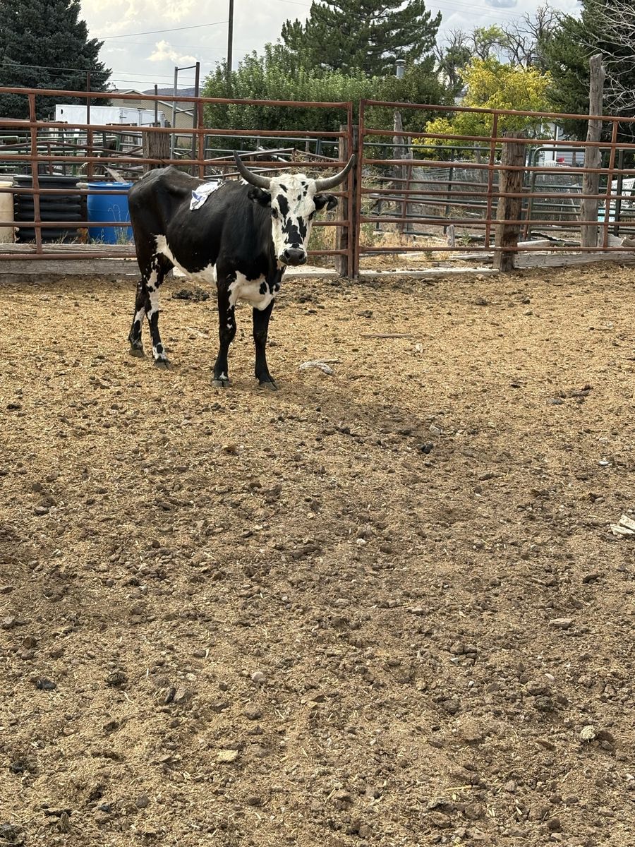 Young Corriente Cows 