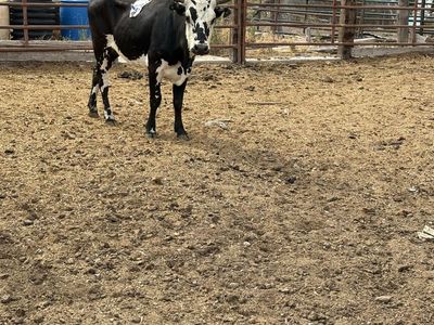 Young Corriente Cows