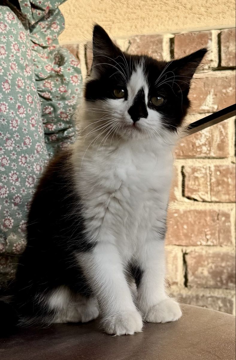 Sweet 10-Week-Old Female Kitten - Potty Trained & Eating Dry Food - Black & White "Sassy"