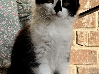 Sweet 10-Week-Old Female Kitten - Potty Trained & Eating Dry Food - Black & White "Sassy"