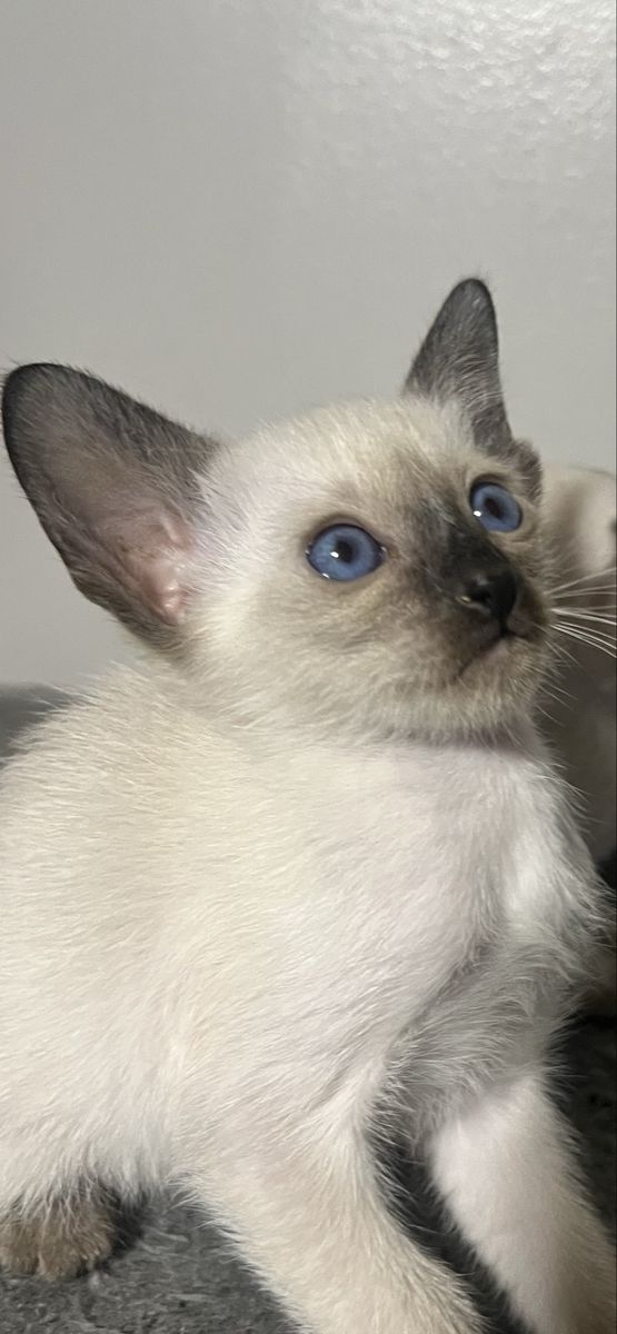 CFA Siamese purebred kittens