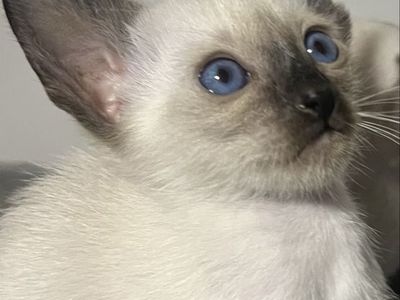 CFA Siamese purebred kittens
