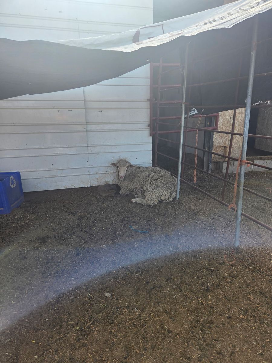 One Sheep