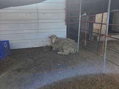 One Sheep