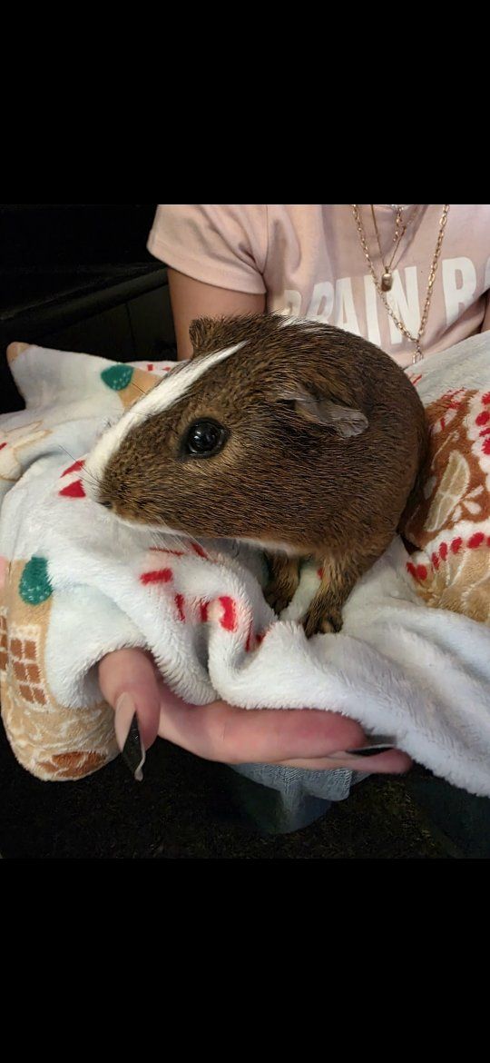2 year old male guinea pig