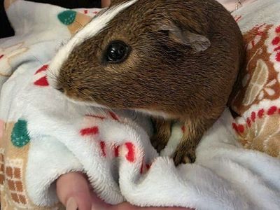 2 year old male guinea pig