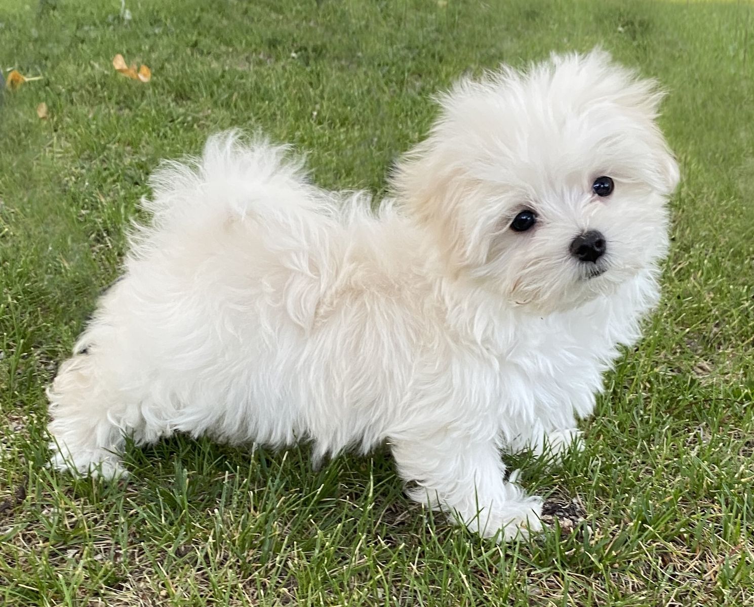 'TURBO'  Maltese boy puppy