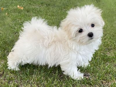 'TURBO' Maltese boy puppy