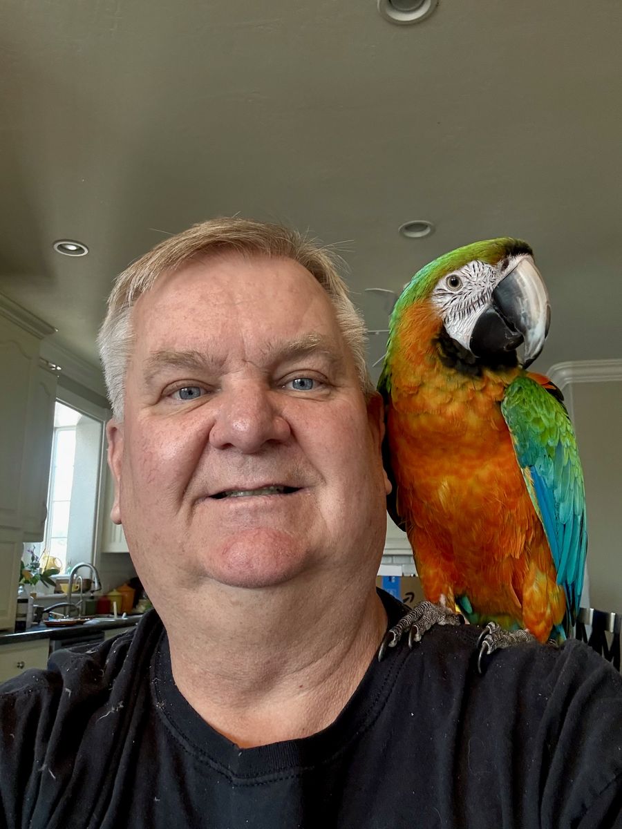 2 year old Female Catalina Macaw