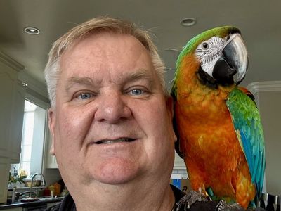 2 year old Female Catalina Macaw
