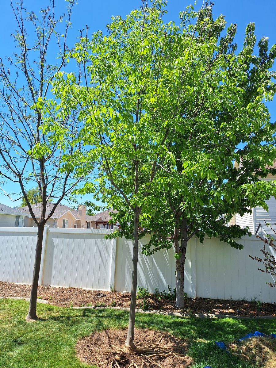 Autumn Purple Ash Tall Shade Tree Green 15-16' fee